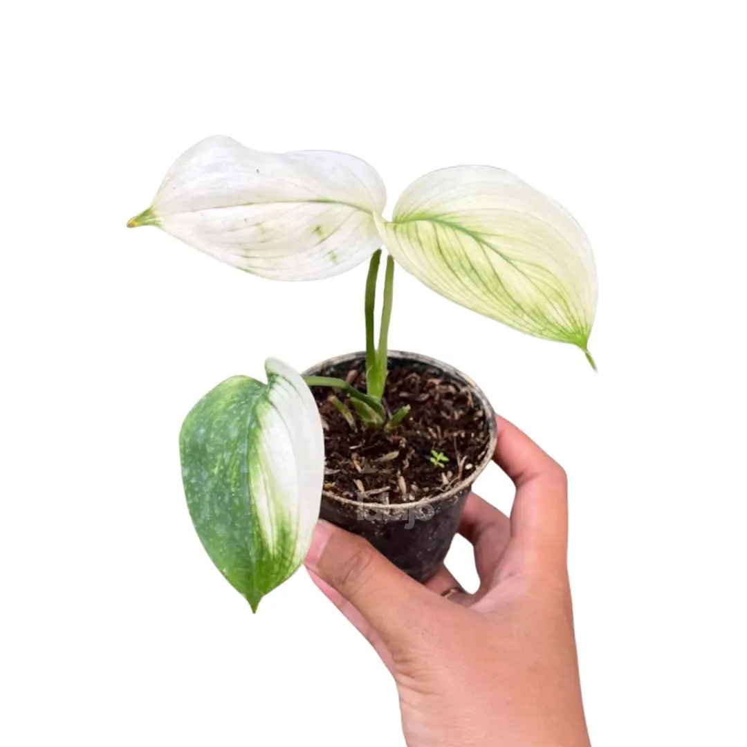 Scindapsus White Monster (Scindapsus white) live botanical specimen