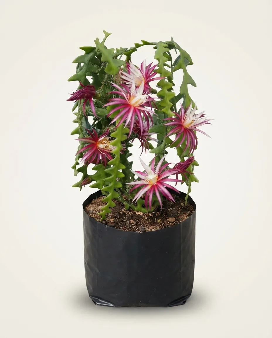 Selenicereus Anthonyanus — Export Grade A+ from Java & Sumatra, Indonesia