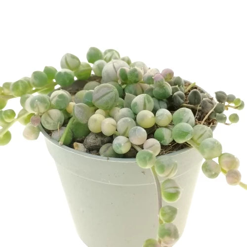Senecio Rowleyanus Strings Of Pearl Variegated