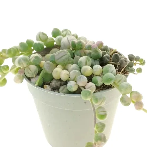 Senecio Rowleyanus Strings Of Pearl Variegated