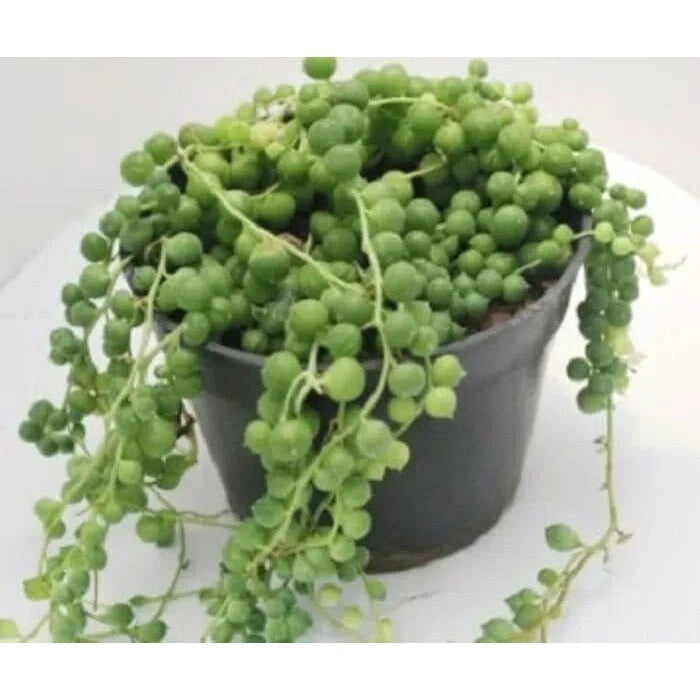 Senecio Rowleyanus Strings Of Pearl (Senecio rowleyanus) live botanical specimen