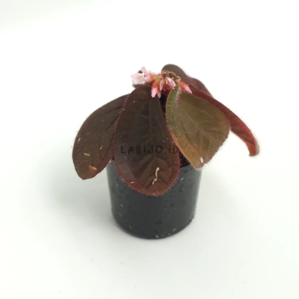 Sonerila Dark Brown