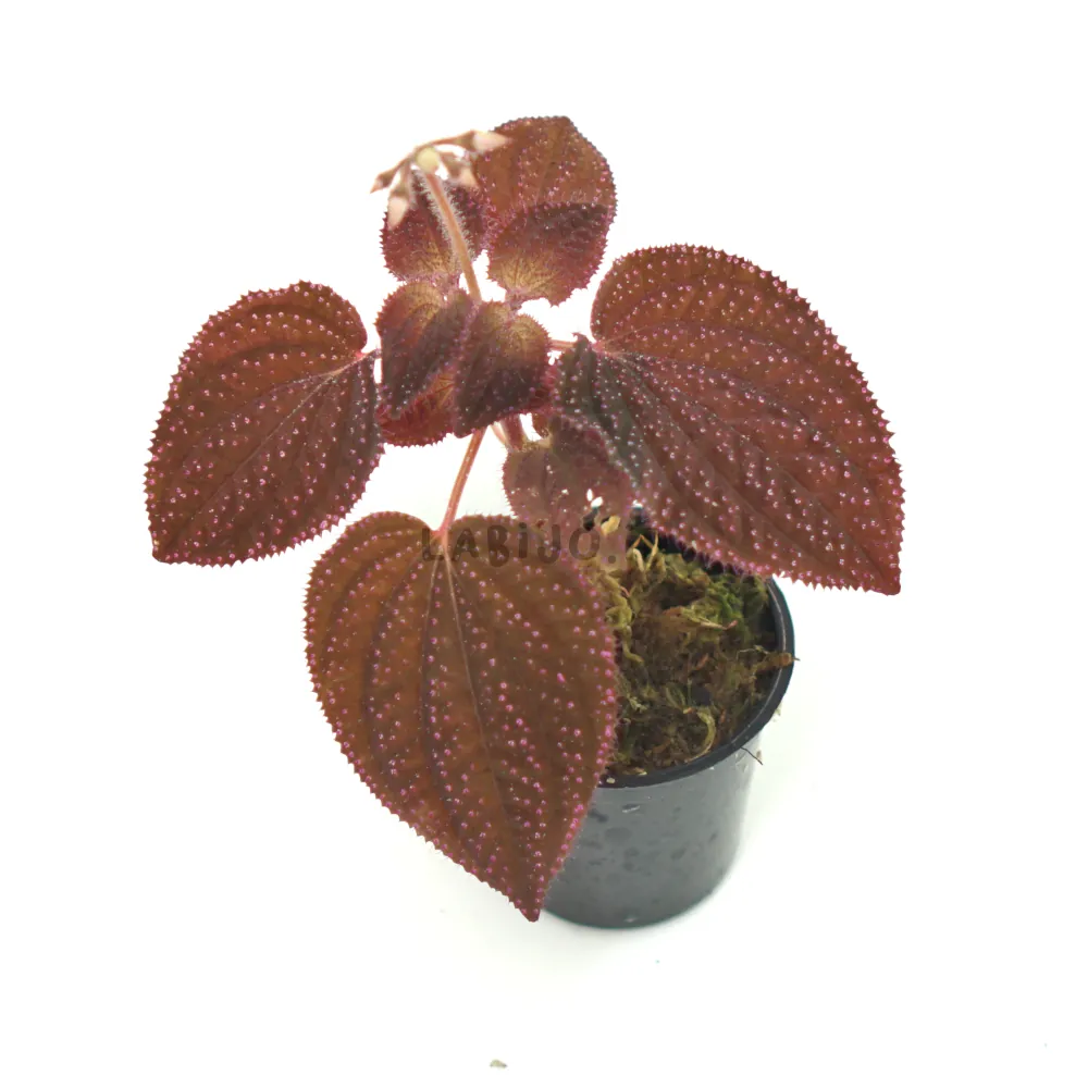 Sonerila Purple Dot