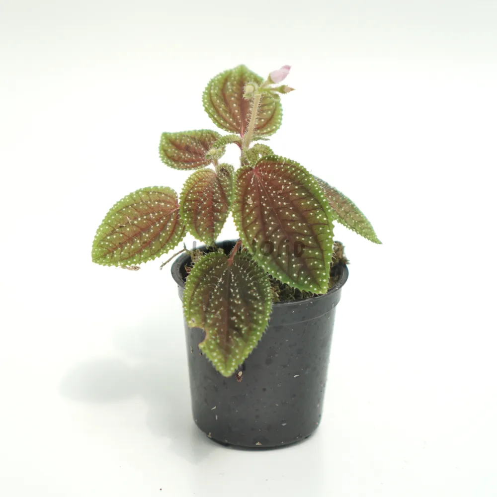 Sonerila (Sonerila sp.) live botanical specimen