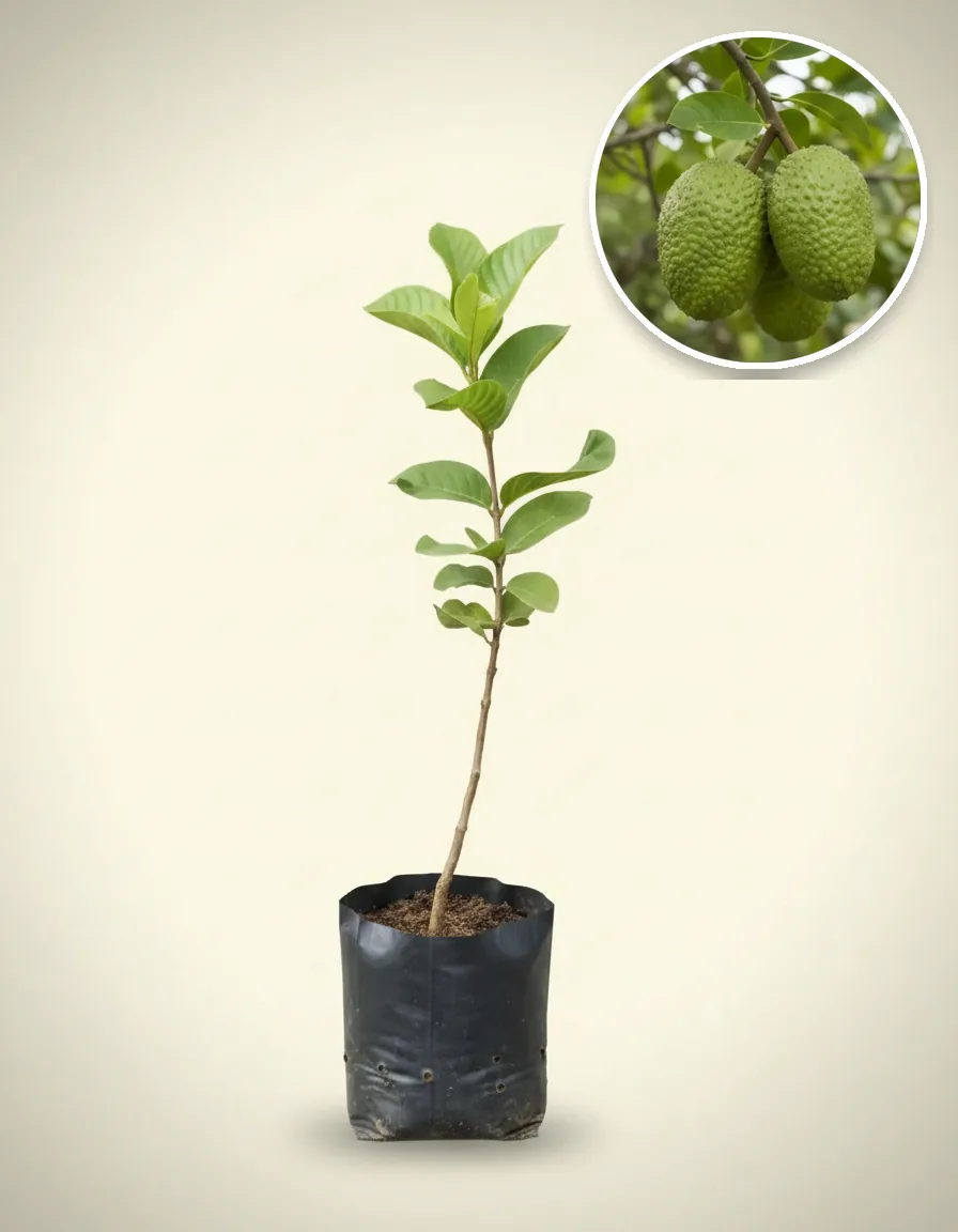 Soursop Honey (Soursop honey) live botanical specimen