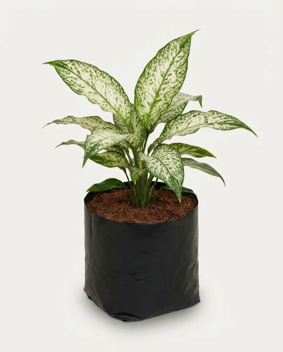 Spathiphyllum Peace Lily Variegated Domino
