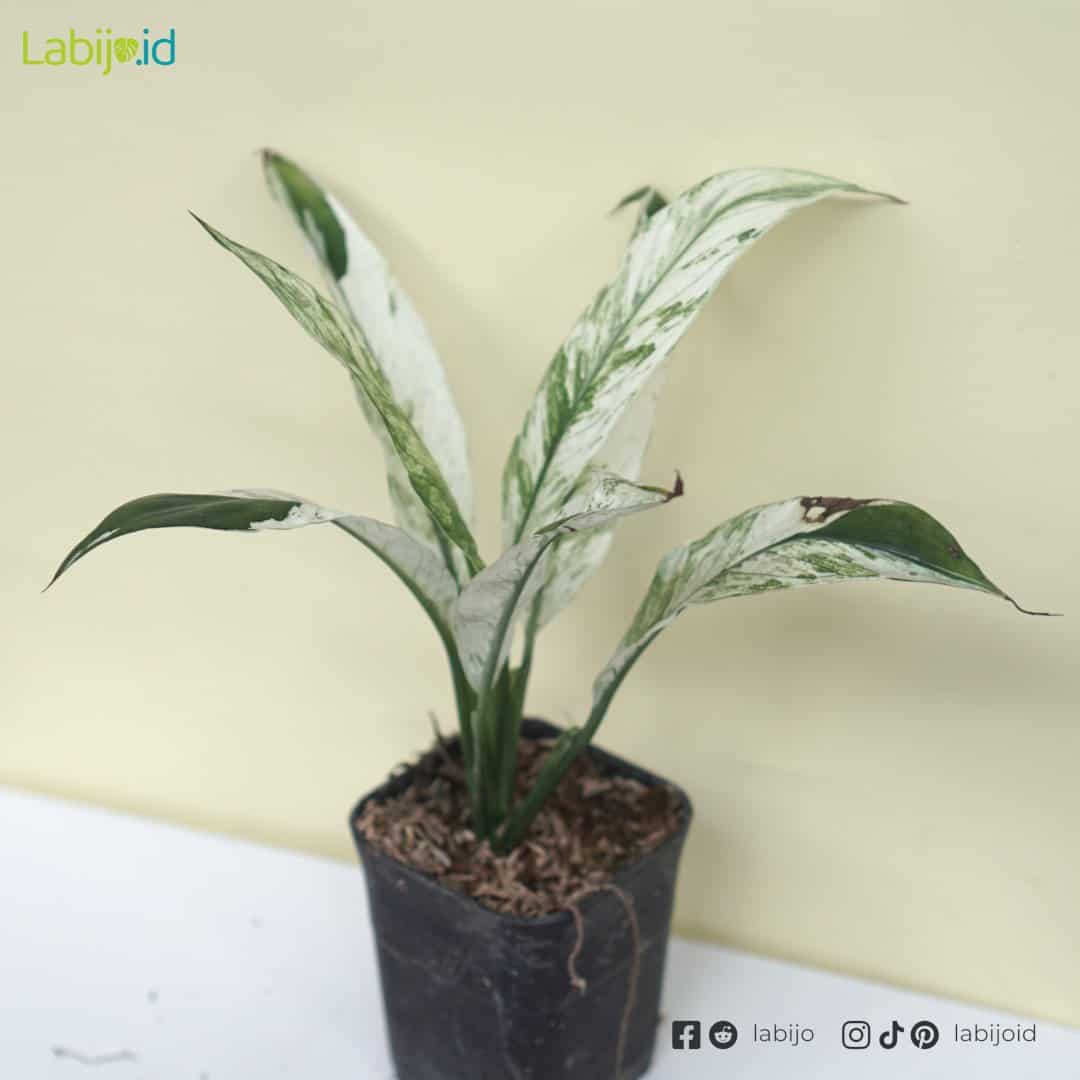 Spathiphyllum (Spathiphyllum sp.) live botanical specimen
