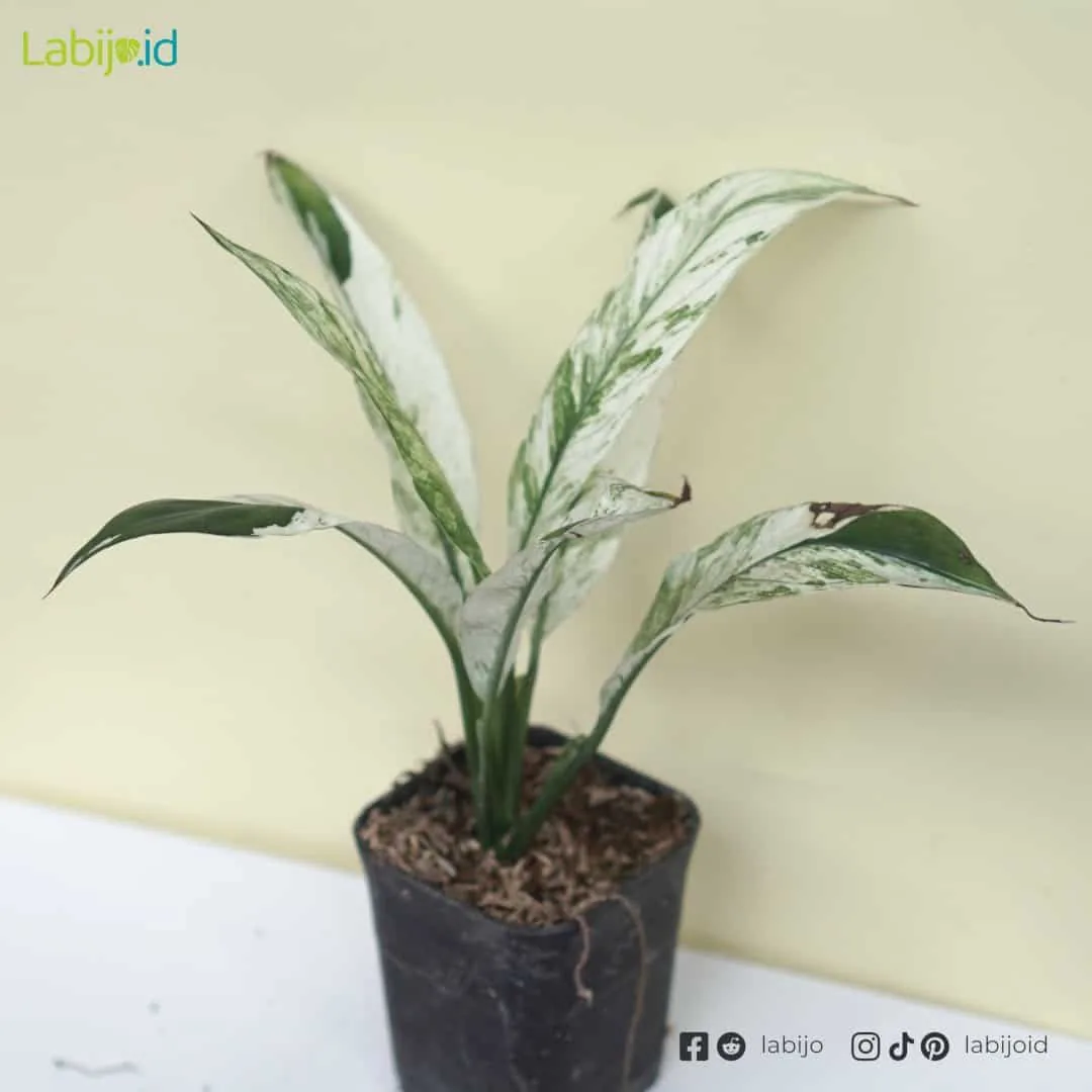 Spathiphyllum