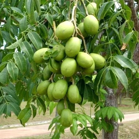 Spondias Dulcis (Spondias dulcis) live botanical specimen