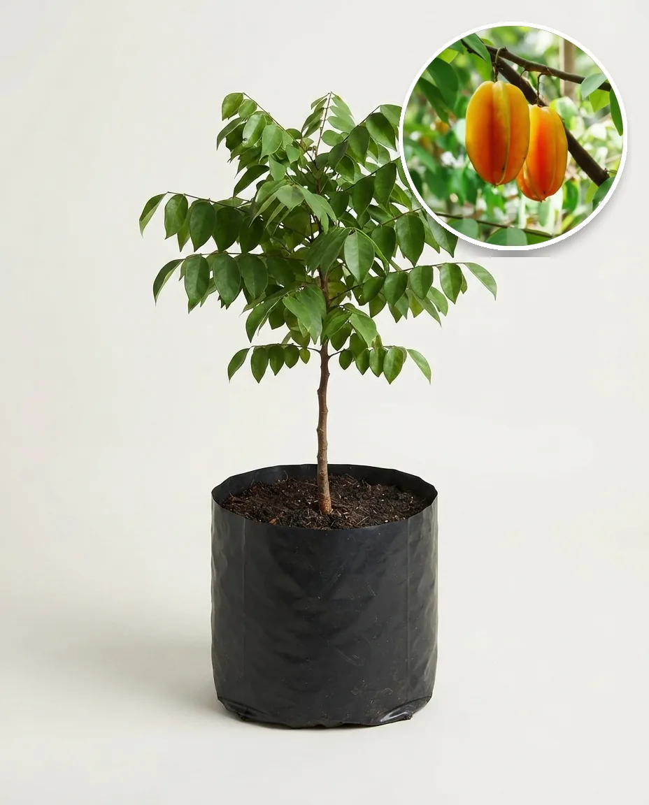 Starfruit Madu Jumbo 2