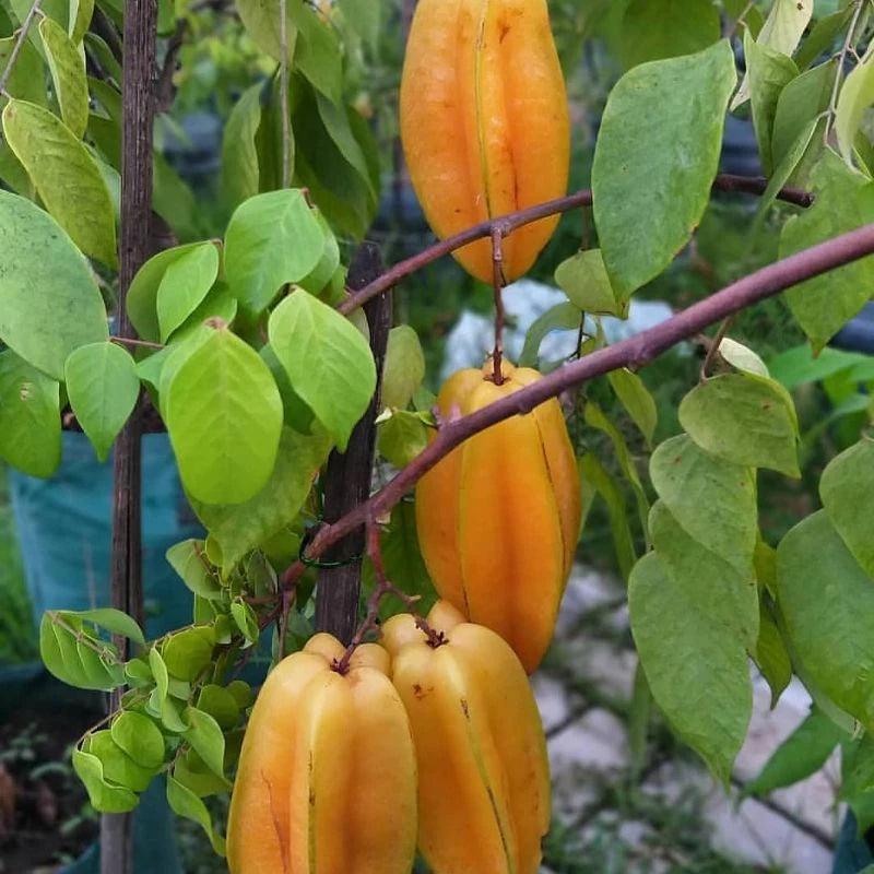 Starfruit Madu Jumbo