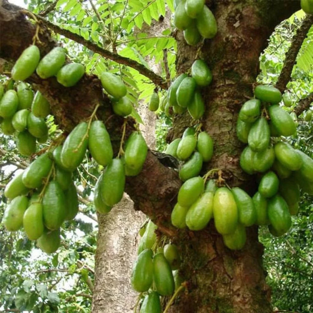Starfruit Wuluh (Starfruit wuluh) live botanical specimen