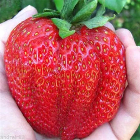 Strawberry Jumbo (Strawberry jumbo) live botanical specimen