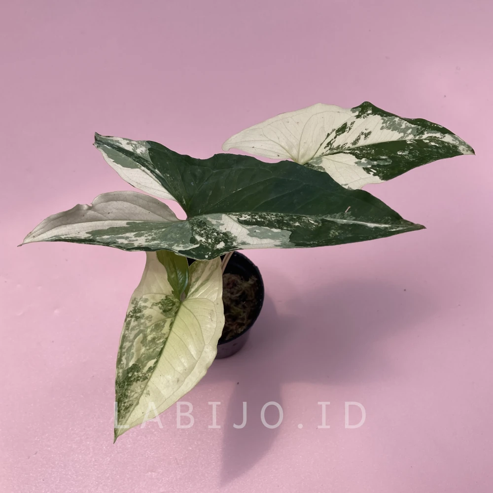 Syngonium Albo (Syngonium albo) live botanical specimen