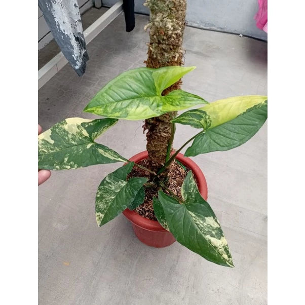 Syngonium Aurea