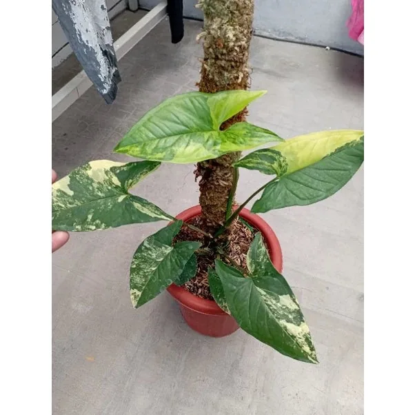Syngonium Aurea