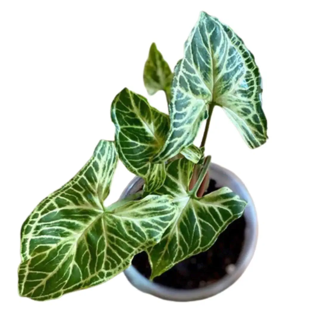 Syngonium Batik (Syngonium batik) live botanical specimen