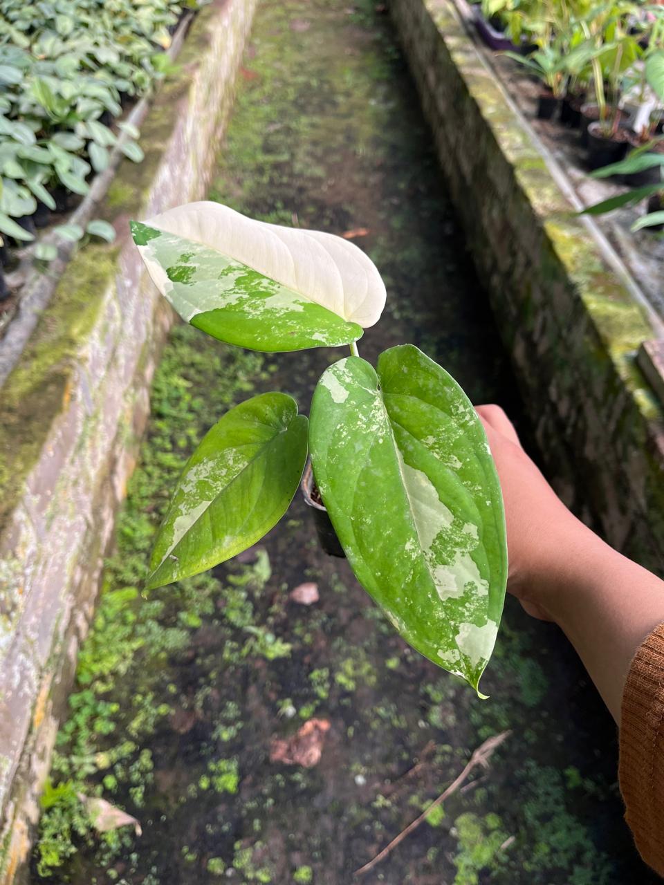 Syngonium Chiapensis Variegated