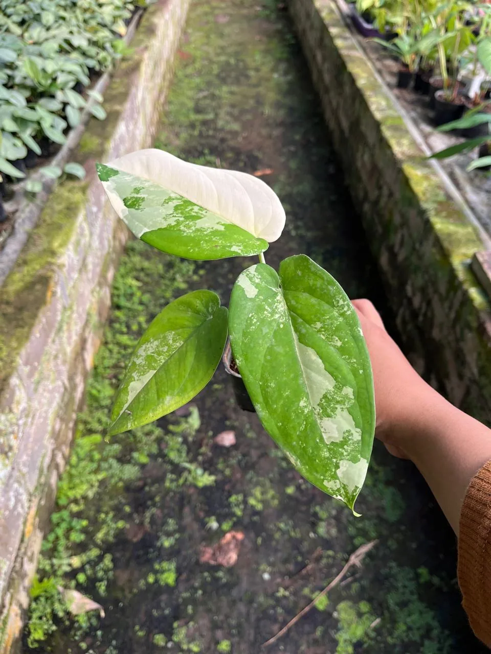 Syngonium Chiapensis Variegated