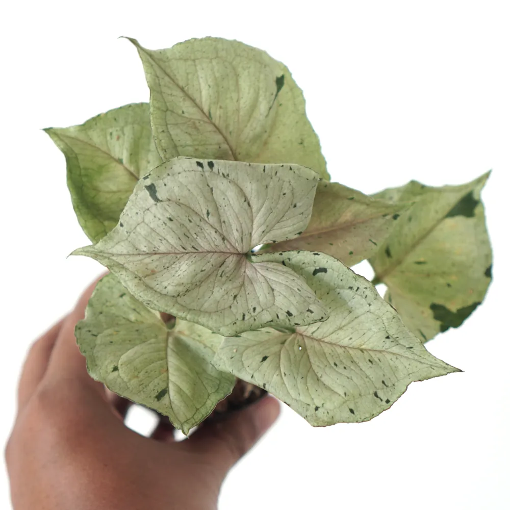 Syngonium Green Splash (Syngonium green) live botanical specimen
