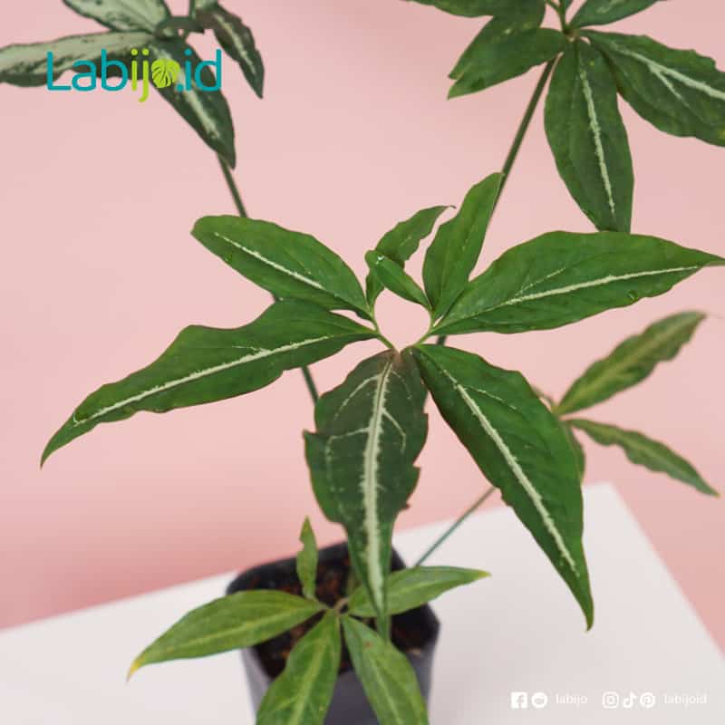 Syngonium Mature Leaf (Syngonium mature) live botanical specimen