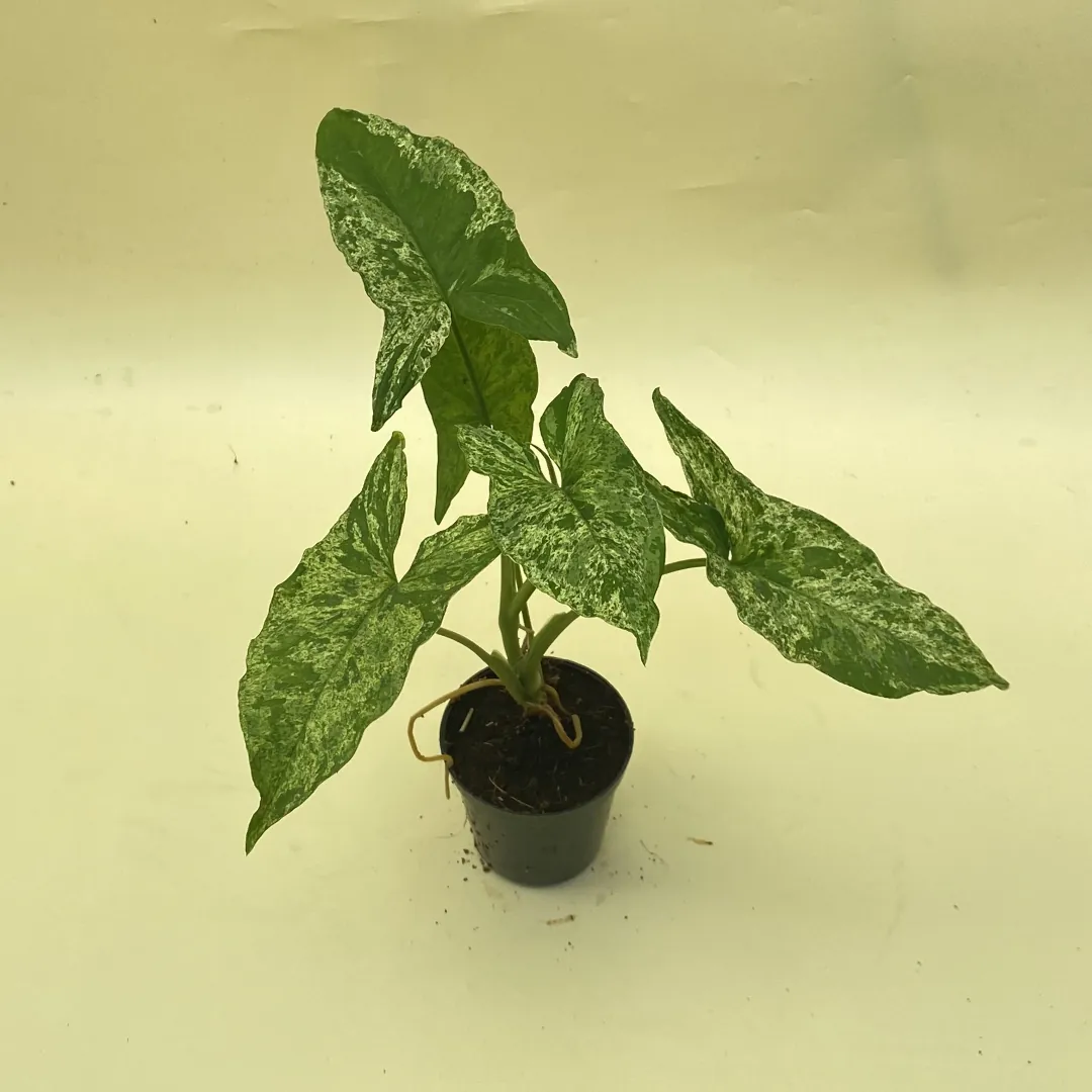 Syngonium Mojito (Syngonium mojito) live botanical specimen