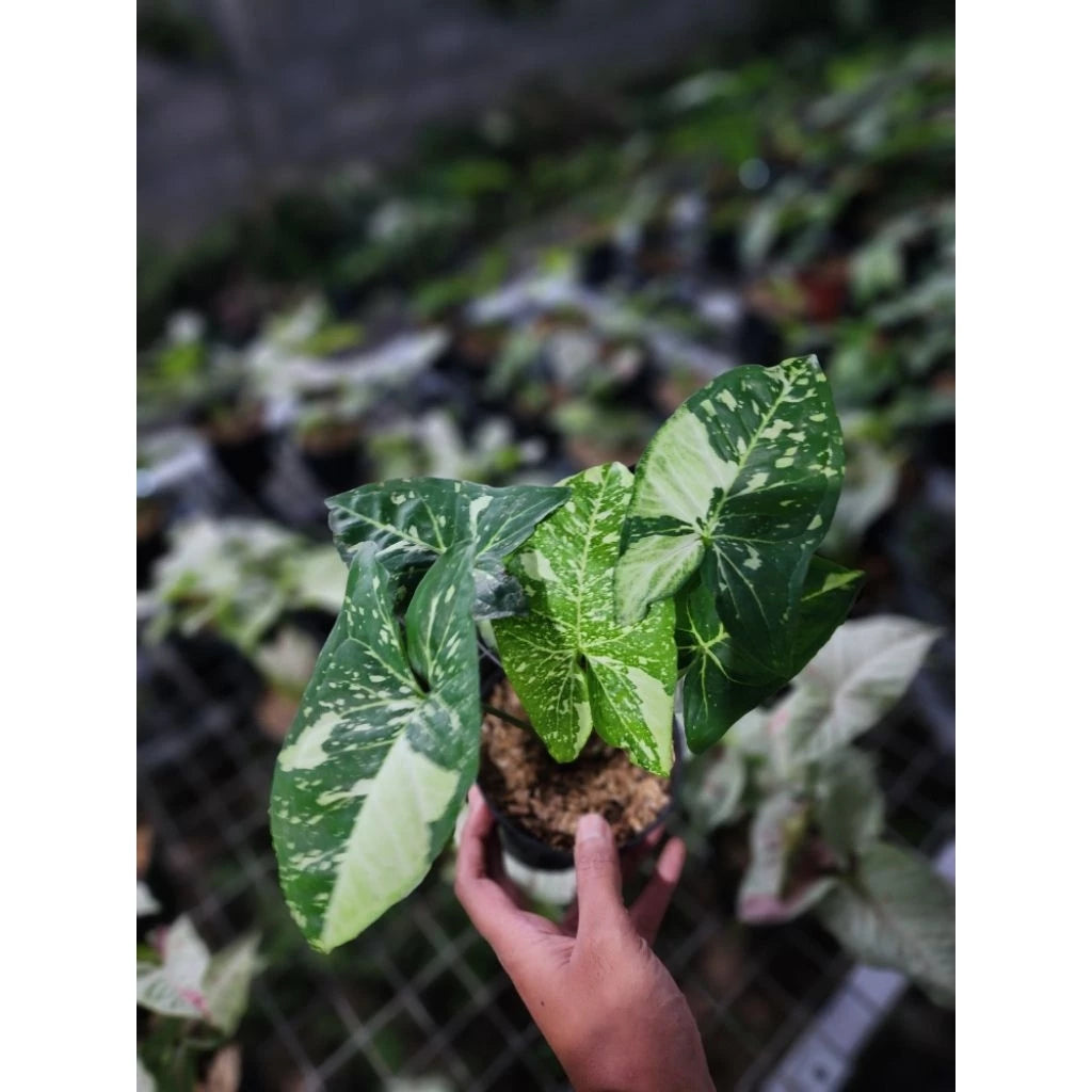 Syngonium Panda Galaxy