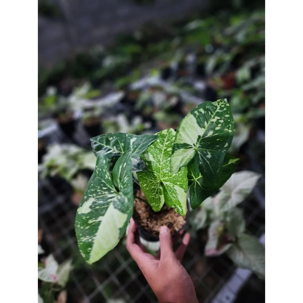 Syngonium Panda Galaxy