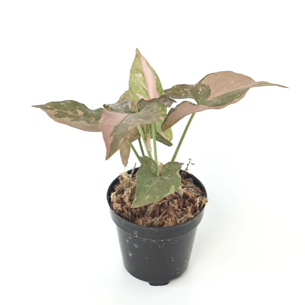 Syngonium Pink Splash (Syngonium pink) live botanical specimen