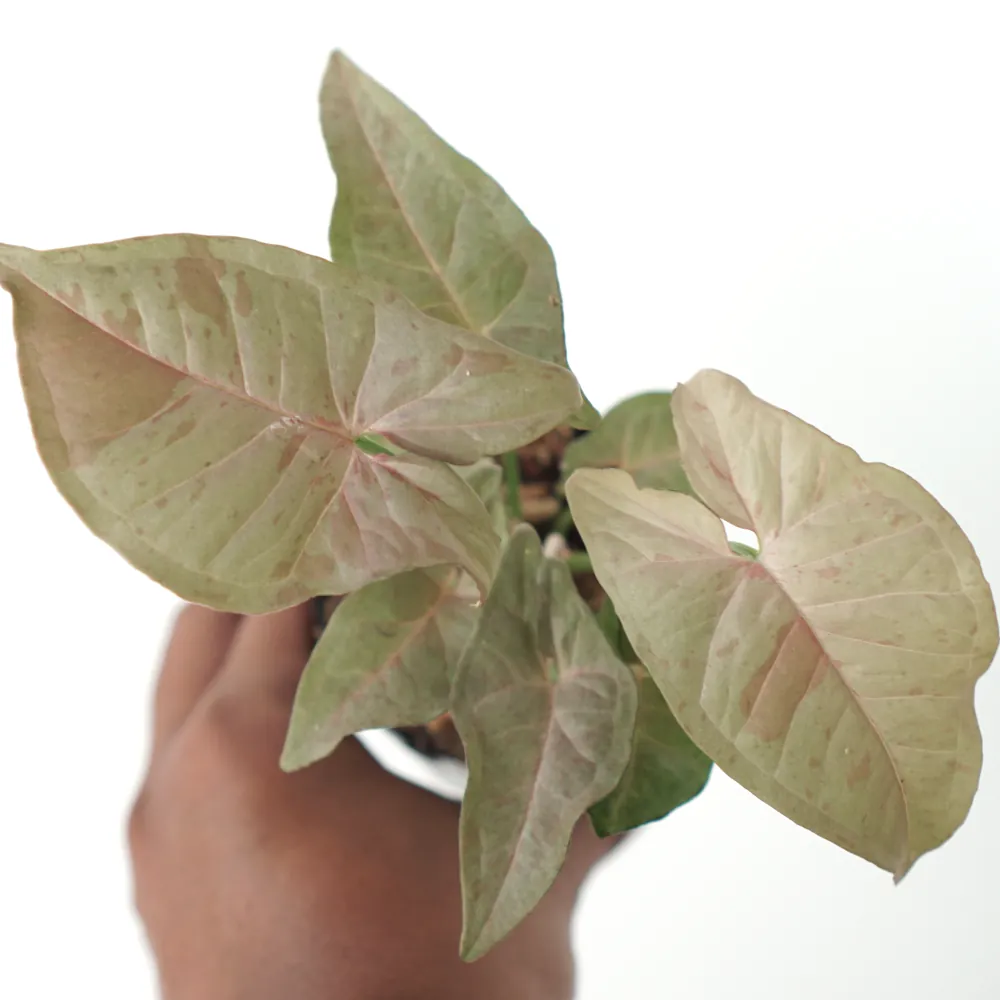 Syngonium Pink Spot (Syngonium pink) live botanical specimen
