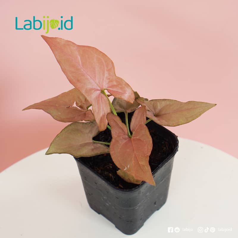 Syngonium Pink (Syngonium pink) live botanical specimen