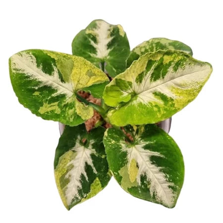 Syngonium Scrumble Egg