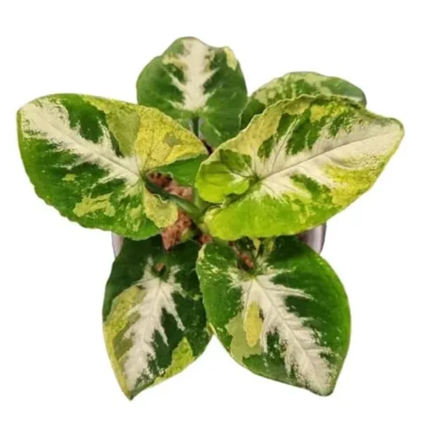 Syngonium Scrumble Egg