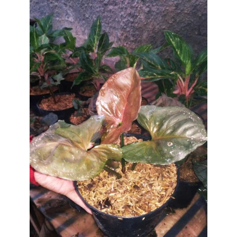 Syngonium Strawberry Ice