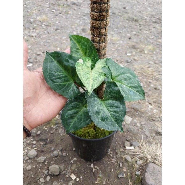 Syngonium T24