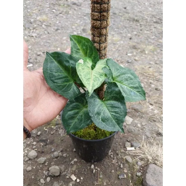 Syngonium T24