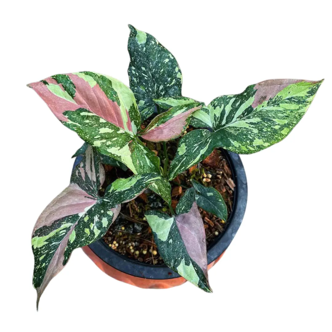 Syngonium Tricolor