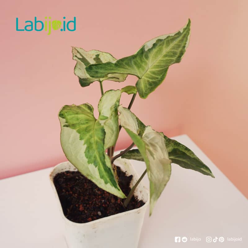 Syngonium Variegated Three King (Syngonium variegated) live botanical specimen