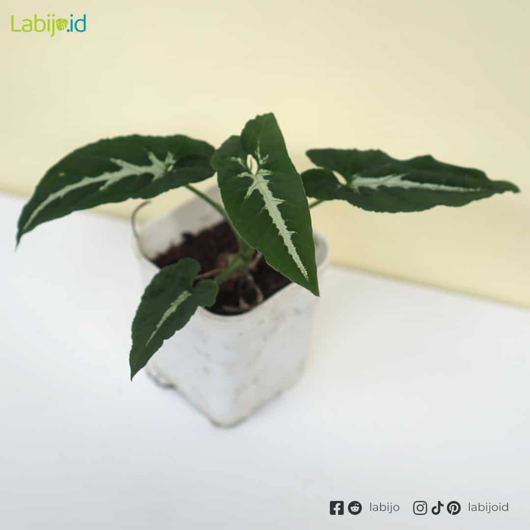 Syngonium Wendlandii (Syngonium wendlandii) live botanical specimen