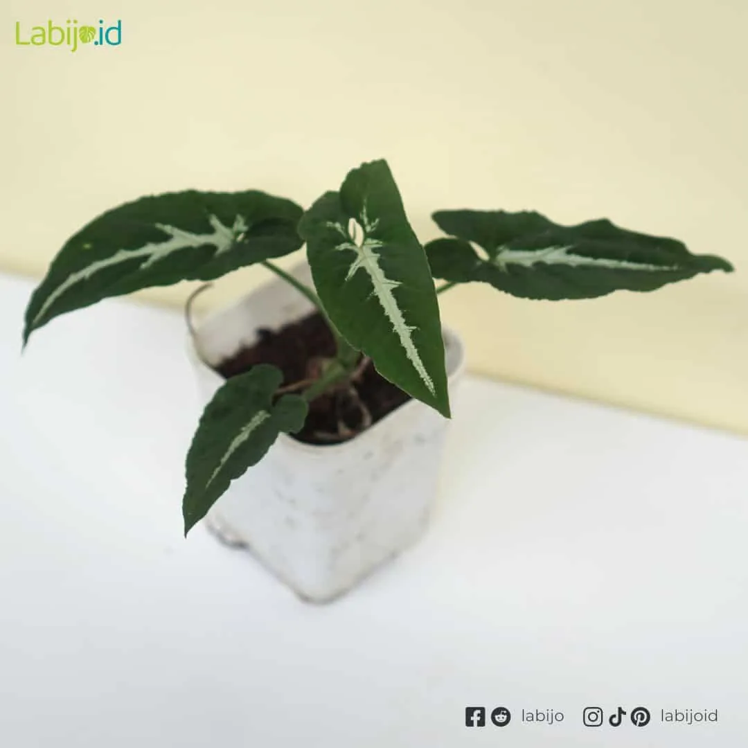 Syngonium Wendlandii