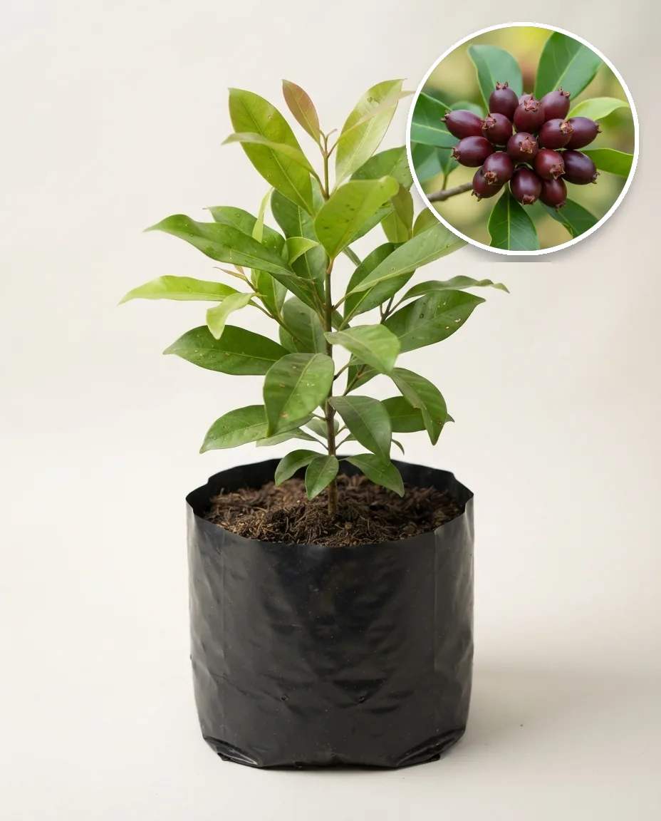 Syzygium Aromaticum (Syzygium aromaticum) live botanical specimen
