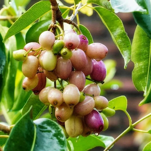 Syzygium Cumini White
