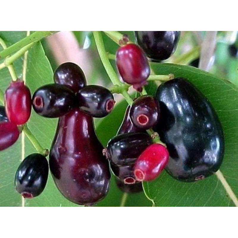 Syzygium Cumini