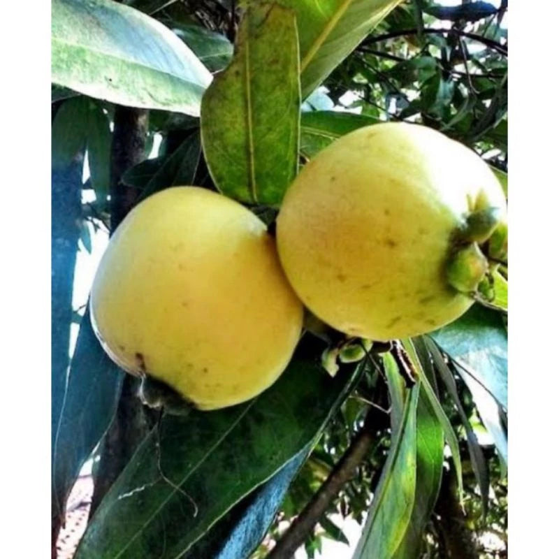 Syzygium Smithii