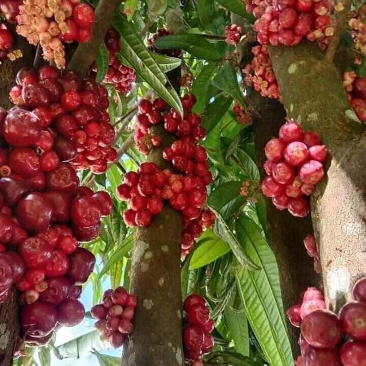 Syzygium Sulawesinensis