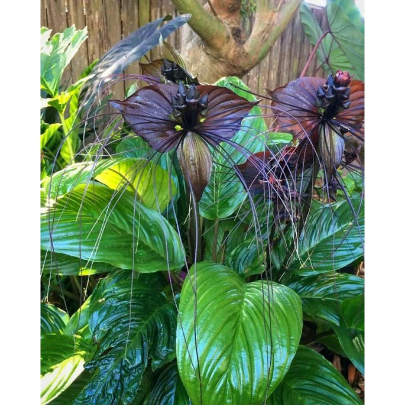 Tacca Chantrieri Bulb (Tacca chantrieri) live botanical specimen