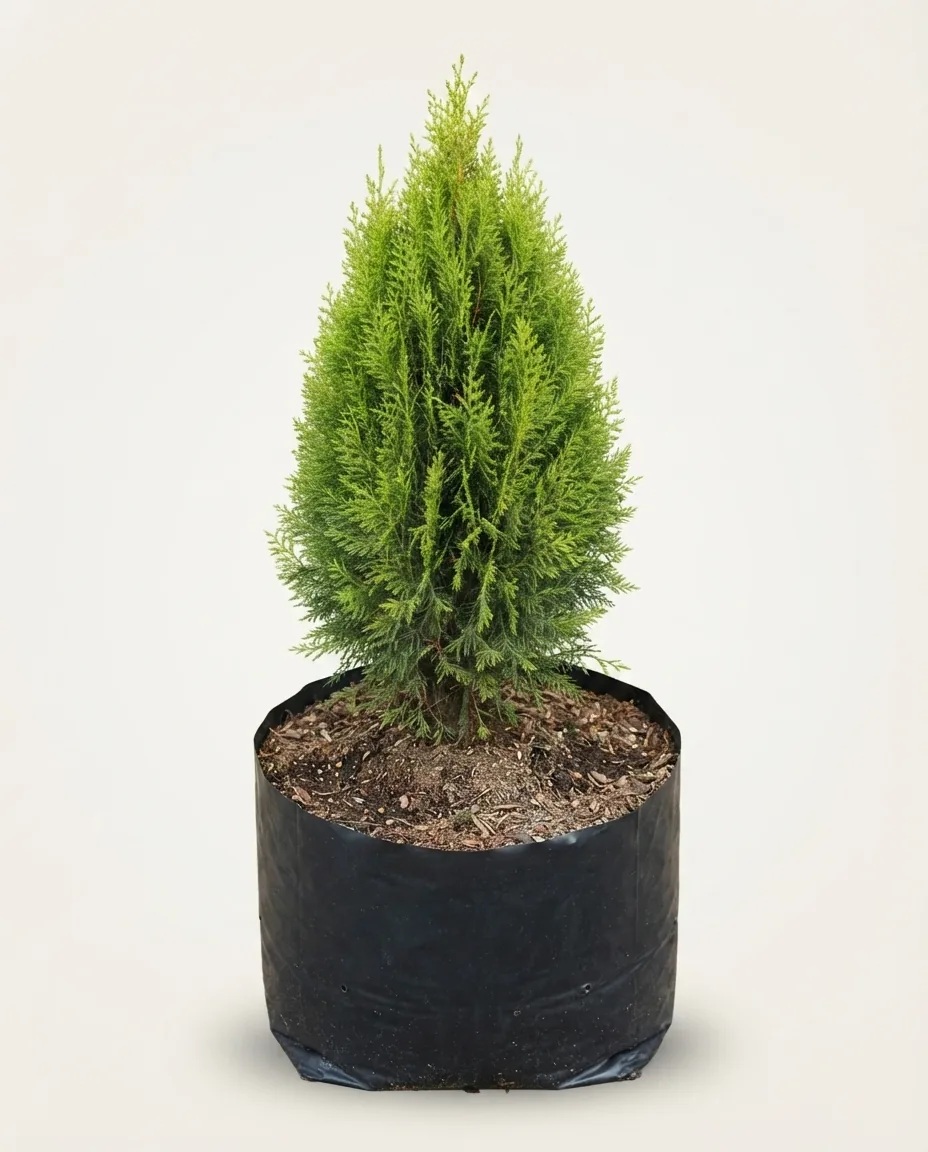 Thuja Occidentalis — Export Grade A+ from Java & Sumatra, Indonesia