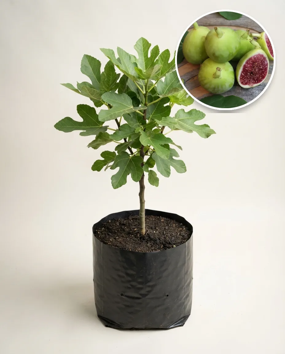 Tin Green Yordan 2