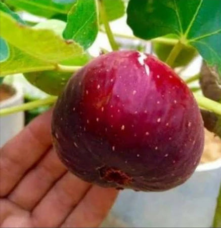 Tin Masiyi (Tin masiyi) live botanical specimen