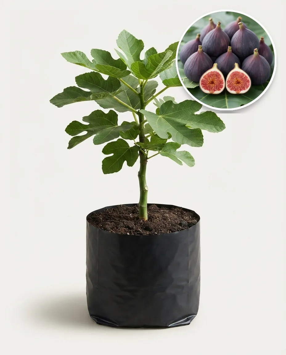 Tin Purple Yordan 2